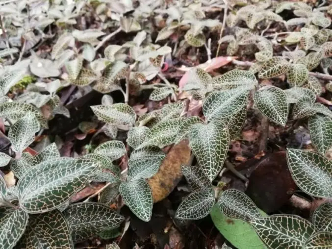 Kinesiske forskere i Wuhan låser opp Anoectochilus Roxburghii etter 20 år med forskning og vellykket utvikling av klasse 1 innovativt etterforskningsmiddel
