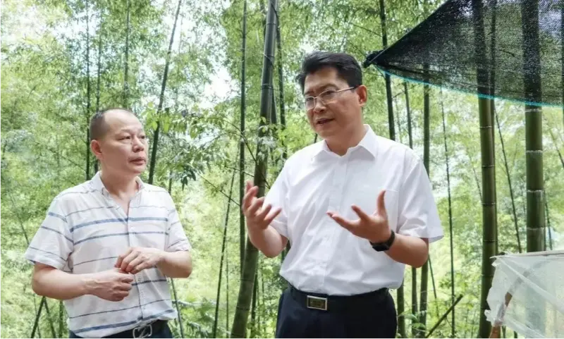 Liu Shuo, sekretær for Pingxiang kommunale partikomité, inspiserer Anoectochilus-plantingsbasen