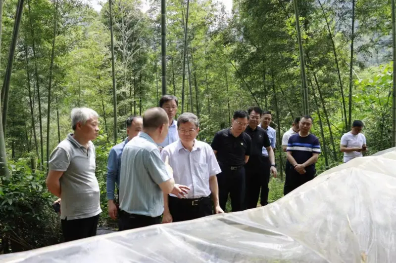 Liu Shuren, direktør for utviklings- og reformavdelingen til National Forestry and Grassland Administration, undersøker Anxin Shibawan Anoectochilus plantingsbase