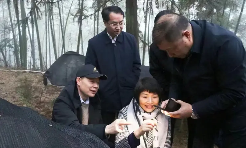 Lu Xiaoqing, tidligere styreleder for Jiangzhong Pharmaceutical og nåværende medlem av den stående komiteen i Jiangxi Provincial Party Committee og direktør for publisitetsavdelingen, inspiserer vår plantebase
