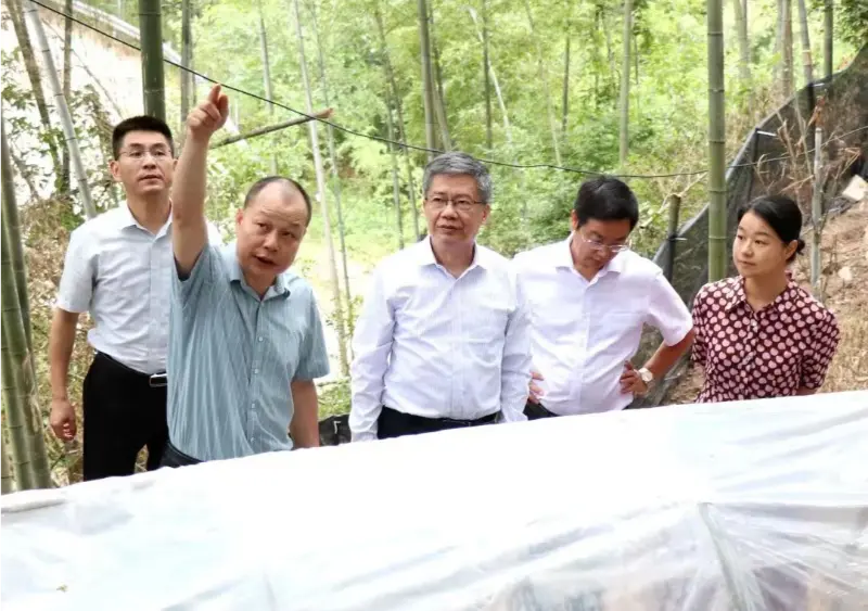 Liu Hongning, dekan ved Advanced Research Institute ved Jiangxi University of Traditional Chinese Medicine og tidligere partisekretær ved universitetet, leder den provinsielle ekspertgruppen for omfattende reform av tradisjonell kinesisk medisin i Jiangxi for å forske ved vår Anoectochilus-base Liu Hongning, dekan ved Advanced Research Institute ved Jiangxi University of Traditional Chinese Medicine og tidligere partisekretær ved universitetet, leder den provinsielle ekspertgruppen for omfattende reform av tradisjonell kinesisk medisin i Jiangxi for å forske ved vår Anoectochilus-base